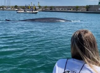 VIDEO- UNA BALLENA RORCUAL DE 18 METROS VISITÓ EL REAL CLUB NÁUTICO DE VALENCIA