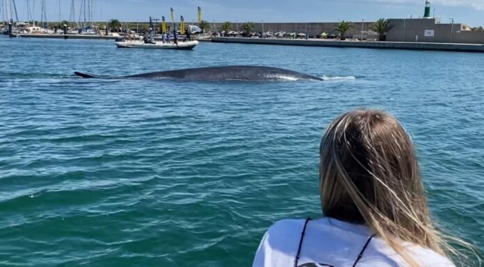 VIDEO- UNA BALLENA RORCUAL DE 18 METROS VISITÓ EL REAL CLUB NÁUTICO DE VALENCIA