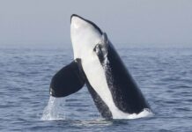 VIDEO- DOS NUEVOS ACCIDENTES DE BARCOS CON ORCAS EN LAS AGUAS DE CÁDIZ