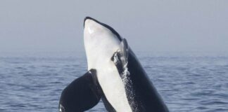 VIDEO- DOS NUEVOS ACCIDENTES DE BARCOS CON ORCAS EN LAS AGUAS DE CÁDIZ