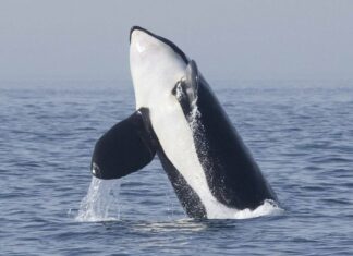 VIDEO- DOS NUEVOS ACCIDENTES DE BARCOS CON ORCAS EN LAS AGUAS DE CÁDIZ