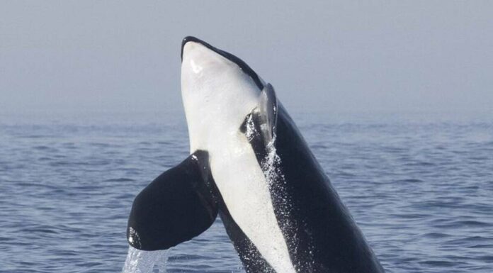VIDEO- DOS NUEVOS ACCIDENTES DE BARCOS CON ORCAS EN LAS AGUAS DE CÁDIZ