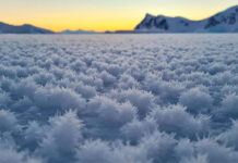 LLAMATIVAS “FLORES DE HIELO” SE FORMARON EN LA ANTÁRTIDA: EL ORIGEN DEL FENÓMENO