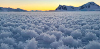 LLAMATIVAS “FLORES DE HIELO” SE FORMARON EN LA ANTÁRTIDA: EL ORIGEN DEL FENÓMENO