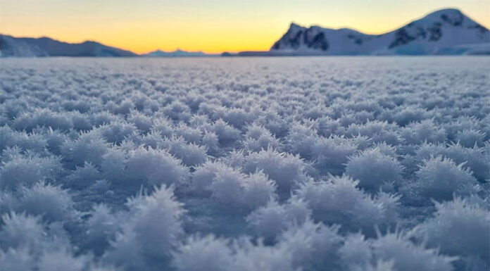 LLAMATIVAS “FLORES DE HIELO” SE FORMARON EN LA ANTÁRTIDA: EL ORIGEN DEL FENÓMENO