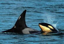 AVISTAN UNA CRÍA DE ORCAS POR PRIMERA VEZ EN RÍO NEGRO
