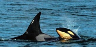 AVISTAN UNA CRÍA DE ORCAS POR PRIMERA VEZ EN RÍO NEGRO