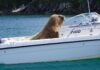 “WALLY”, UNA MORSA QUE DESCANSA A BORDO DE LOS BARCOS, ES FUROR EN LAS REDES SOCIALES