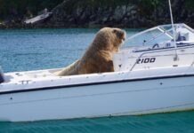 “WALLY”, UNA MORSA QUE DESCANSA A BORDO DE LOS BARCOS, ES FUROR EN LAS REDES SOCIALES