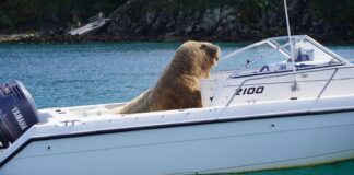 “WALLY”, UNA MORSA QUE DESCANSA A BORDO DE LOS BARCOS, ES FUROR EN LAS REDES SOCIALES