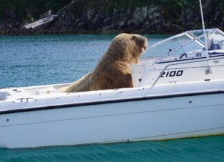 “WALLY”, UNA MORSA QUE DESCANSA A BORDO DE LOS BARCOS, ES FUROR EN LAS REDES SOCIALES
