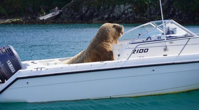 “WALLY”, UNA MORSA QUE DESCANSA A BORDO DE LOS BARCOS, ES FUROR EN LAS REDES SOCIALES