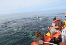 COMENZÓ EL AVISTAJE DE BALLENAS EN LAS GRUTAS