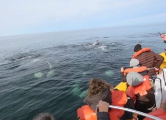 COMENZÓ EL AVISTAJE DE BALLENAS EN LAS GRUTAS