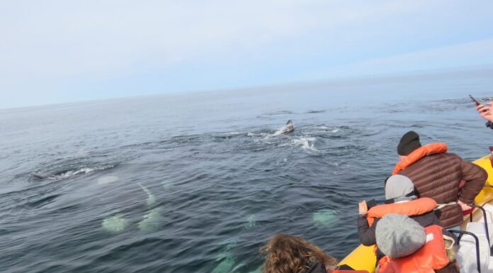 COMENZÓ EL AVISTAJE DE BALLENAS EN LAS GRUTAS