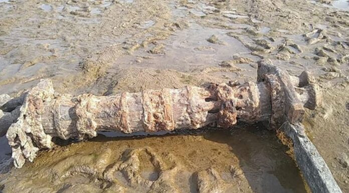 SAN PEDRO: HALLARON PARTE DE UNA ANTIGUA EMBARCACIÓN A ORILLAS DEL RÍO PARANÁ