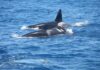 UN VELERO SE HUNDIÓ TRAS UNA INTERACCIÓN CON ORCAS FRENTE A LA COSTA DE GALICIA
