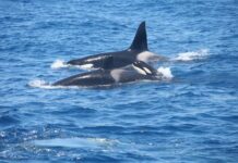 UN VELERO SE HUNDIÓ TRAS UNA INTERACCIÓN CON ORCAS FRENTE A LA COSTA DE GALICIA