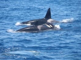 UN VELERO SE HUNDIÓ TRAS UNA INTERACCIÓN CON ORCAS FRENTE A LA COSTA DE GALICIA