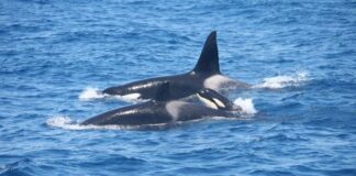 UN VELERO SE HUNDIÓ TRAS UNA INTERACCIÓN CON ORCAS FRENTE A LA COSTA DE GALICIA