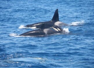 UN VELERO SE HUNDIÓ TRAS UNA INTERACCIÓN CON ORCAS FRENTE A LA COSTA DE GALICIA