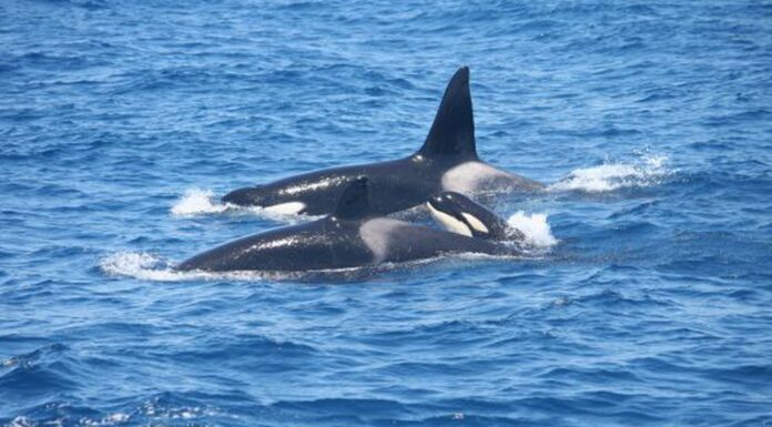 UN VELERO SE HUNDIÓ TRAS UNA INTERACCIÓN CON ORCAS FRENTE A LA COSTA DE GALICIA