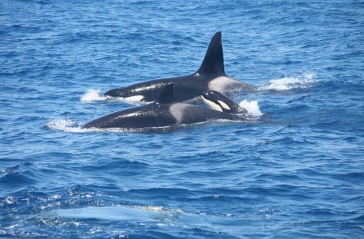 UN VELERO SE HUNDIÓ TRAS UNA INTERACCIÓN CON ORCAS FRENTE A LA COSTA DE GALICIA