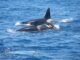 UN VELERO SE HUNDIÓ TRAS UNA INTERACCIÓN CON ORCAS FRENTE A LA COSTA DE GALICIA