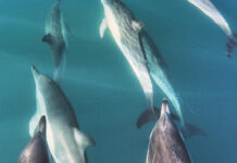 VIDEO- UNA MANADA DE DELFINES SORPRENDIÓ EN UNA EXCURSIÓN EN EL PUERTO SAN ANTONIO ESTE