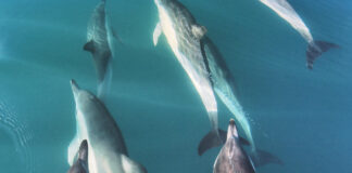 VIDEO- UNA MANADA DE DELFINES SORPRENDIÓ EN UNA EXCURSIÓN EN EL PUERTO SAN ANTONIO ESTE