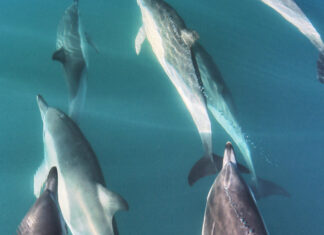 VIDEO- UNA MANADA DE DELFINES SORPRENDIÓ EN UNA EXCURSIÓN EN EL PUERTO SAN ANTONIO ESTE