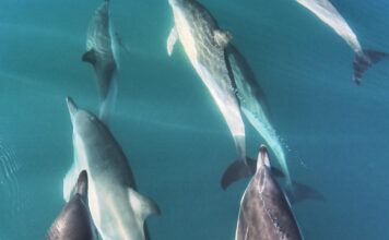 VIDEO- UNA MANADA DE DELFINES SORPRENDIÓ EN UNA EXCURSIÓN EN EL PUERTO SAN ANTONIO ESTE