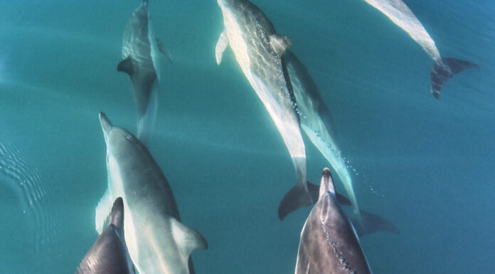 VIDEO- UNA MANADA DE DELFINES SORPRENDIÓ EN UNA EXCURSIÓN EN EL PUERTO SAN ANTONIO ESTE
