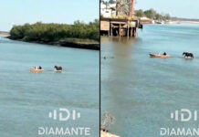 VIDEO- DEBIDO A LA BAJANTE, UN CABALLO CRUZÓ CAMINANDO EL RÍO PARANÁ FRENTE AL PUERTO DE DIAMANTE