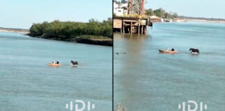 VIDEO- DEBIDO A LA BAJANTE, UN CABALLO CRUZÓ CAMINANDO EL RÍO PARANÁ FRENTE AL PUERTO DE DIAMANTE