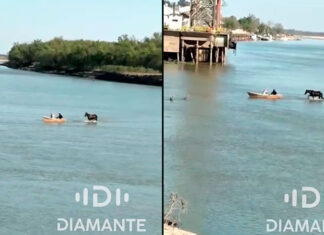 VIDEO- DEBIDO A LA BAJANTE, UN CABALLO CRUZÓ CAMINANDO EL RÍO PARANÁ FRENTE AL PUERTO DE DIAMANTE