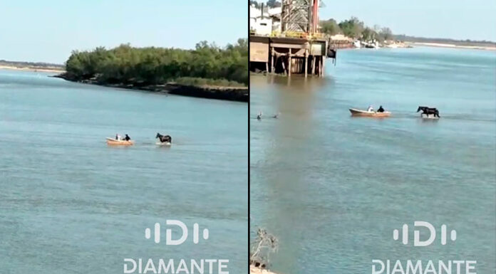 VIDEO- DEBIDO A LA BAJANTE, UN CABALLO CRUZÓ CAMINANDO EL RÍO PARANÁ FRENTE AL PUERTO DE DIAMANTE