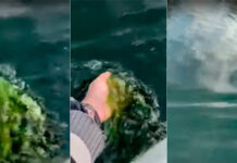 VIDEO- LAS AGUAS DE UN ARROYO DE ENTRE RÍOS “TEÑIDAS DE VERDE”