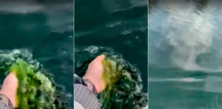 VIDEO- LAS AGUAS DE UN ARROYO DE ENTRE RÍOS “TEÑIDAS DE VERDE”