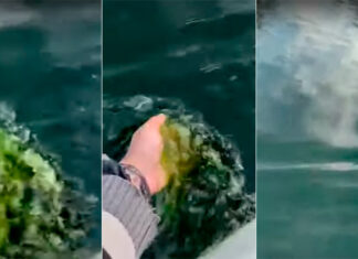 VIDEO- LAS AGUAS DE UN ARROYO DE ENTRE RÍOS “TEÑIDAS DE VERDE”