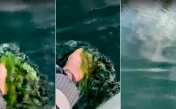 VIDEO- LAS AGUAS DE UN ARROYO DE ENTRE RÍOS “TEÑIDAS DE VERDE”