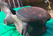 UN PESCADOR SANTAFESINO ENCONTRÓ RESTOS DE UNA BALLENA AUSTRAL EN UNA PLAYA DEL RÍO PARANÁ