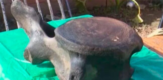 UN PESCADOR SANTAFESINO ENCONTRÓ RESTOS DE UNA BALLENA AUSTRAL EN UNA PLAYA DEL RÍO PARANÁ