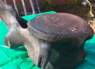 UN PESCADOR SANTAFESINO ENCONTRÓ RESTOS DE UNA BALLENA AUSTRAL EN UNA PLAYA DEL RÍO PARANÁ