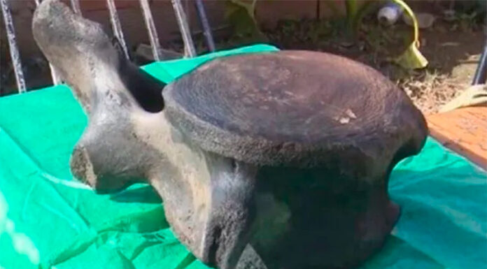 UN PESCADOR SANTAFESINO ENCONTRÓ RESTOS DE UNA BALLENA AUSTRAL EN UNA PLAYA DEL RÍO PARANÁ