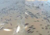 DEBIDO A LA BAJANTE DEL RÍO PARANÁ, MILES DE PECES QUEDARON “ESTANCADOS” Y MURIERON