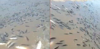 DEBIDO A LA BAJANTE DEL RÍO PARANÁ, MILES DE PECES QUEDARON “ESTANCADOS” Y MURIERON