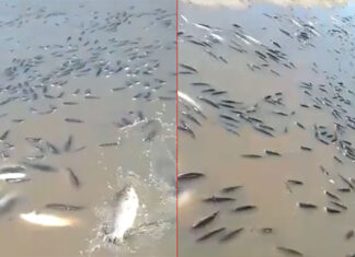DEBIDO A LA BAJANTE DEL RÍO PARANÁ, MILES DE PECES QUEDARON “ESTANCADOS” Y MURIERON
