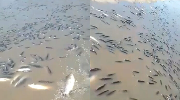 DEBIDO A LA BAJANTE DEL RÍO PARANÁ, MILES DE PECES QUEDARON “ESTANCADOS” Y MURIERON