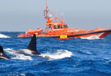 ORCAS ATACAN UN VELERO EN CÁDIZ